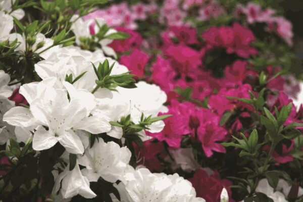 Clusters of white and pink azalea flowers with green leaves closely arranged.