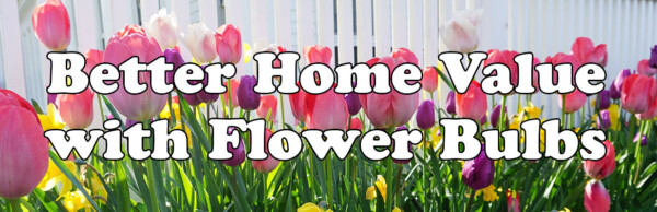 Tulip garden with pink, purple, and yellow flowers in front of a white fence and promotional text.