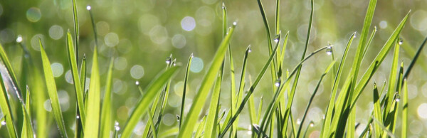 Green grass blades with morning dew droplets and blurred light bokeh background.