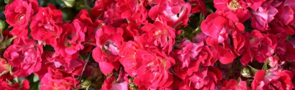 Cluster of vibrant pink and red flowers with green leaves in the background