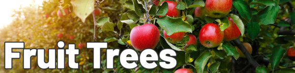 Apple trees with ripe red apples in an orchard with sunlight and overlaid text Fruit Trees