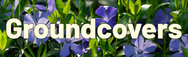 Purple groundcover flowers with green leaves and the word Groundcovers overlaid in light text