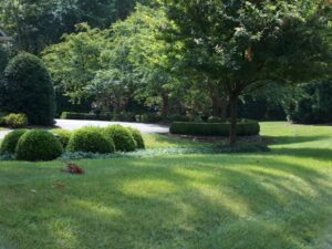 Grassy lawn with trimmed bushes and trees next to a paved driveway in a garden area