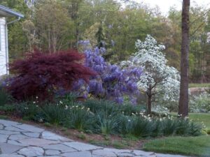 Stone pathway bordered by flowering trees and shrubs including purple, white, and burgundy foliage.