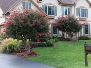 Two-story beige house with green shutters, flowering trees, shrubs, green lawn, and mailbox.
