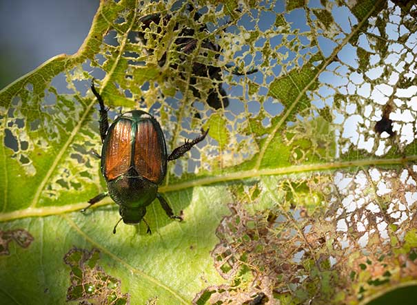 Metallic green and copper beetle on a heavily eaten leaf with many holes and damaged areas.