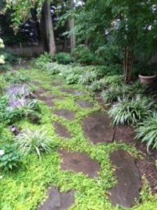 Garden path with irregular stone slabs surrounded by green plants, purple flowers, and tall trees.