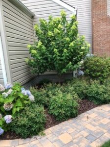 Small garden with a medium tree, shrubs, flowering plants, and a paved stone walkway next to a building.