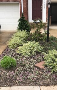 Front yard garden with mixed green and purple plants, small evergreen tree, lamppost, and brick house.