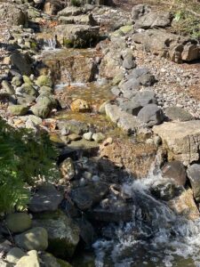 Small natural stream flowing over rocks with green ferns and dry leaves surrounding it