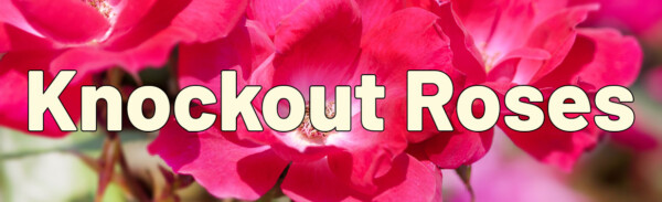 Bright pink knockout roses in bloom with text overlay knockout roses.