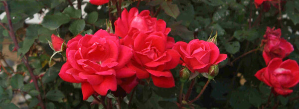 Red roses cluster blooming with green foliage background