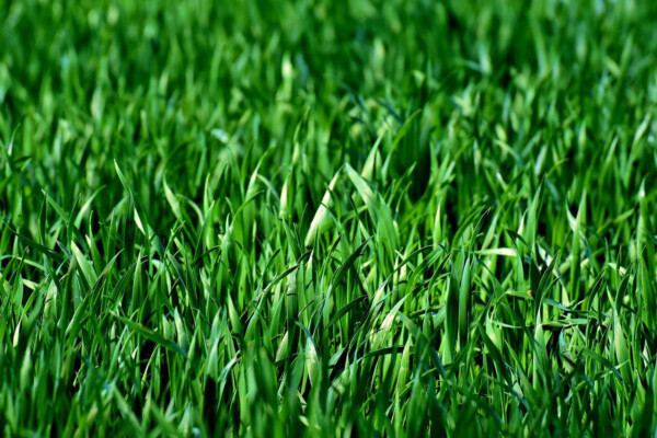 Close-up of vibrant green grass blades densely covering the ground.