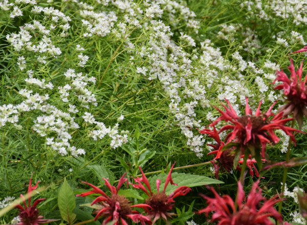 Clusters of small white flowers and red spiky flowers with green foliage in a garden setting
