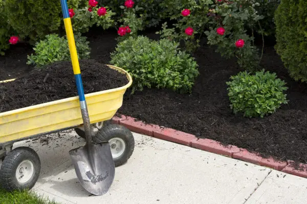 Yellow wheelbarrow with mulch and shovel beside garden bed with red flowers and brick border.