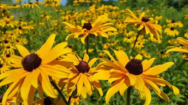 Field of yellow flowers with dark brown centers under natural light and green foliage.
