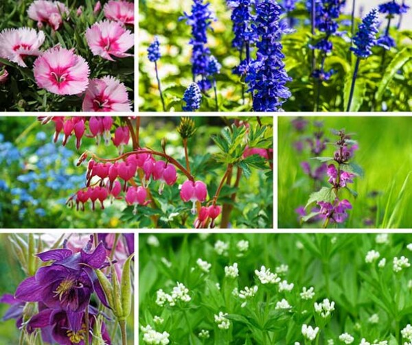 Collage of six close-up images showing various colorful flowers with green foliage background