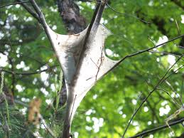 White silk tent caterpillar nests on tree branches with green foliage background