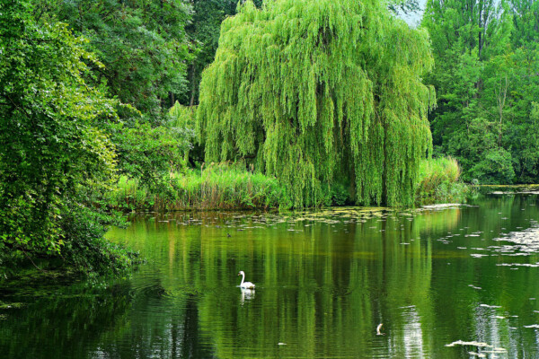 Pond with a large weeping willow, surrounded by green trees and a white swan swimming.