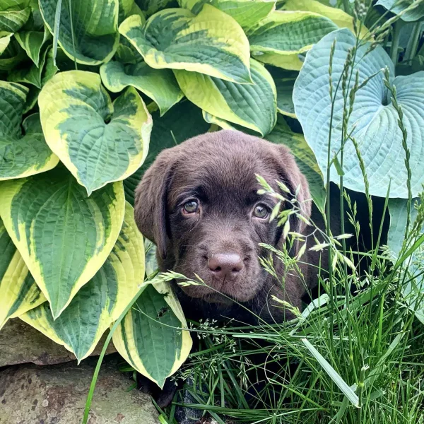 Chocolate Labrador puppy surrounded by hosta leaves and tall grass outdoors.